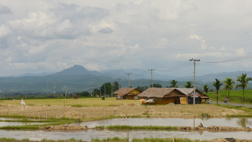 Pematang Sawah di Padang