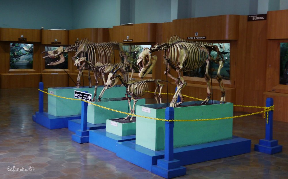 Koleksi spesimen-spesimen di Museum Zoologi